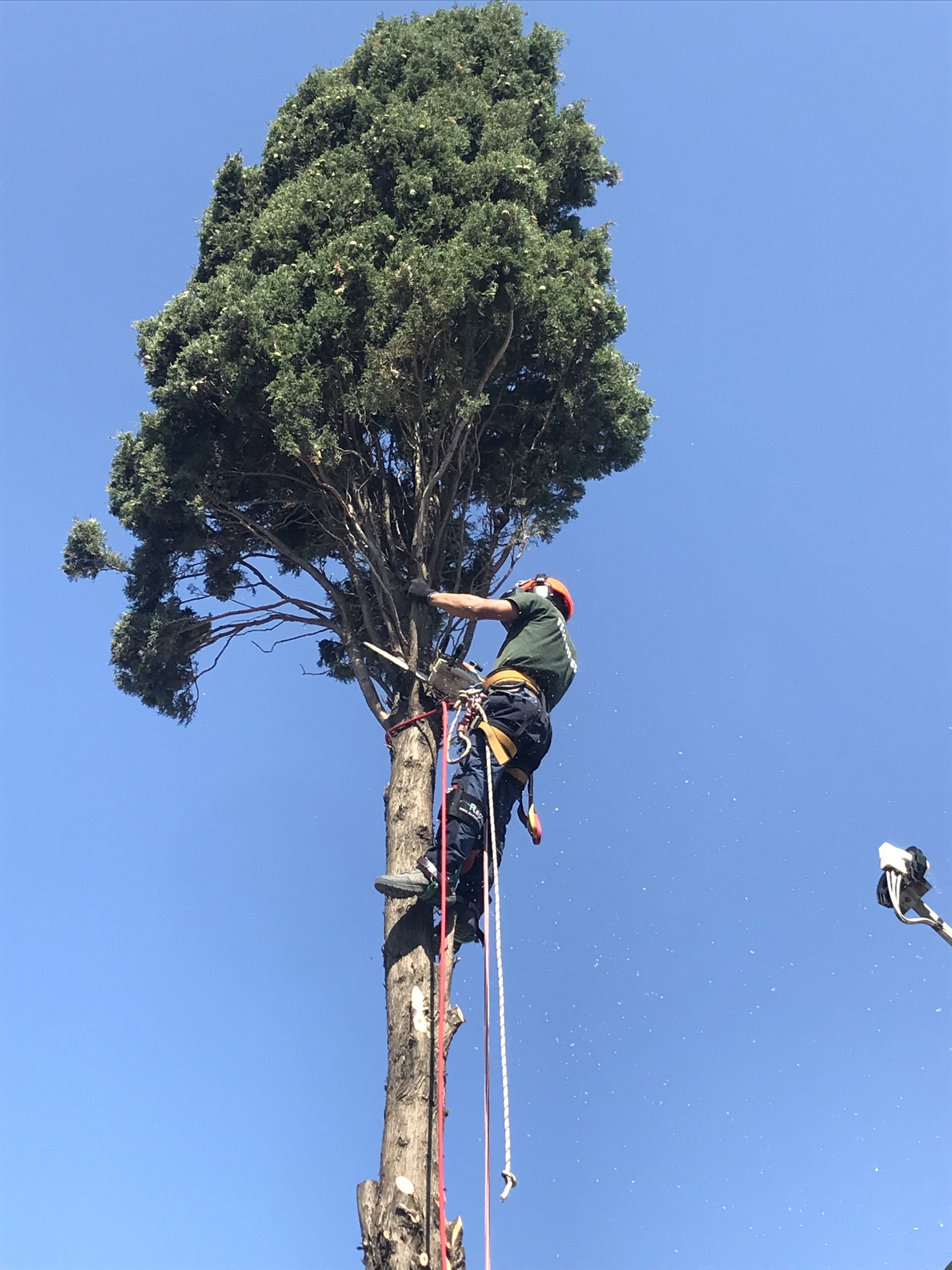 Abbattimento albero alto fusto Cagliari