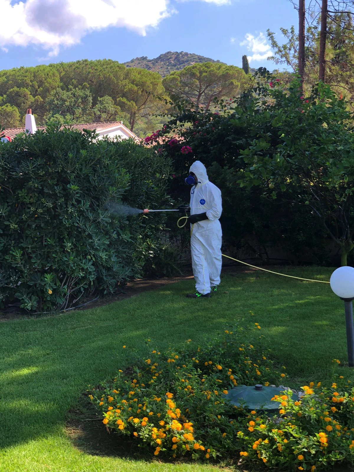 Disinfestazione siepe e giardino Cagliari