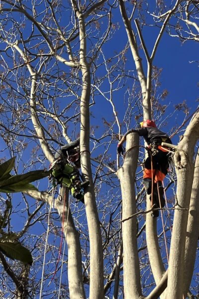 Potatura albero ad alto fusto in treeclimbing Cagliari
