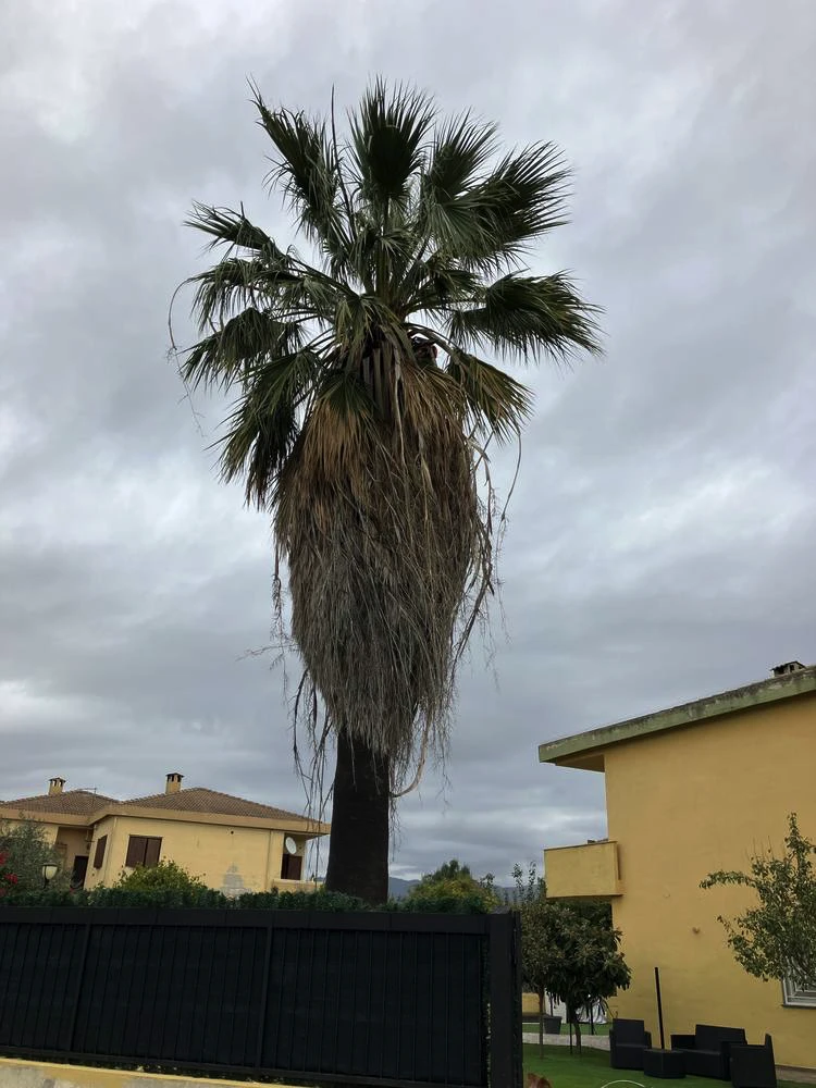 giardino da fare