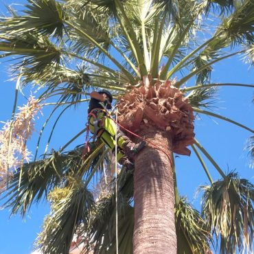 Potatura palma in treeclimbing Cagliari (durante il lavoro)
