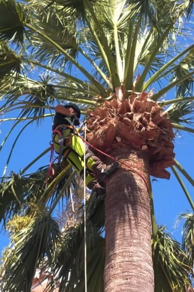 Potatura palma in treeclimbing Cagliari (durante il lavoro)