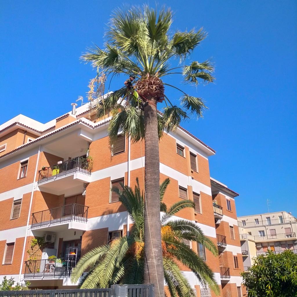 Potatura palma in treeclimbing Cagliari zona condominiale