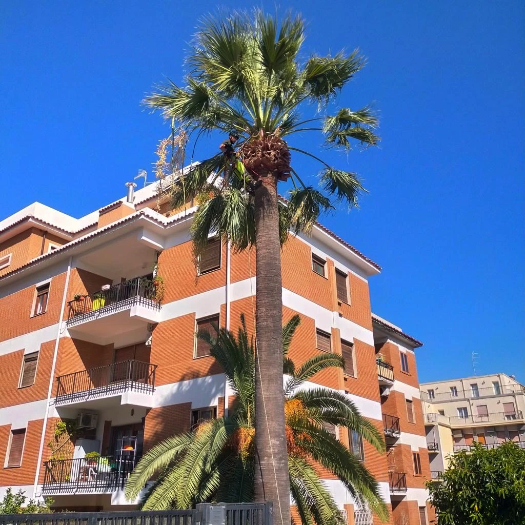 Potatura palma in treeclimbing Cagliari zona condominiale