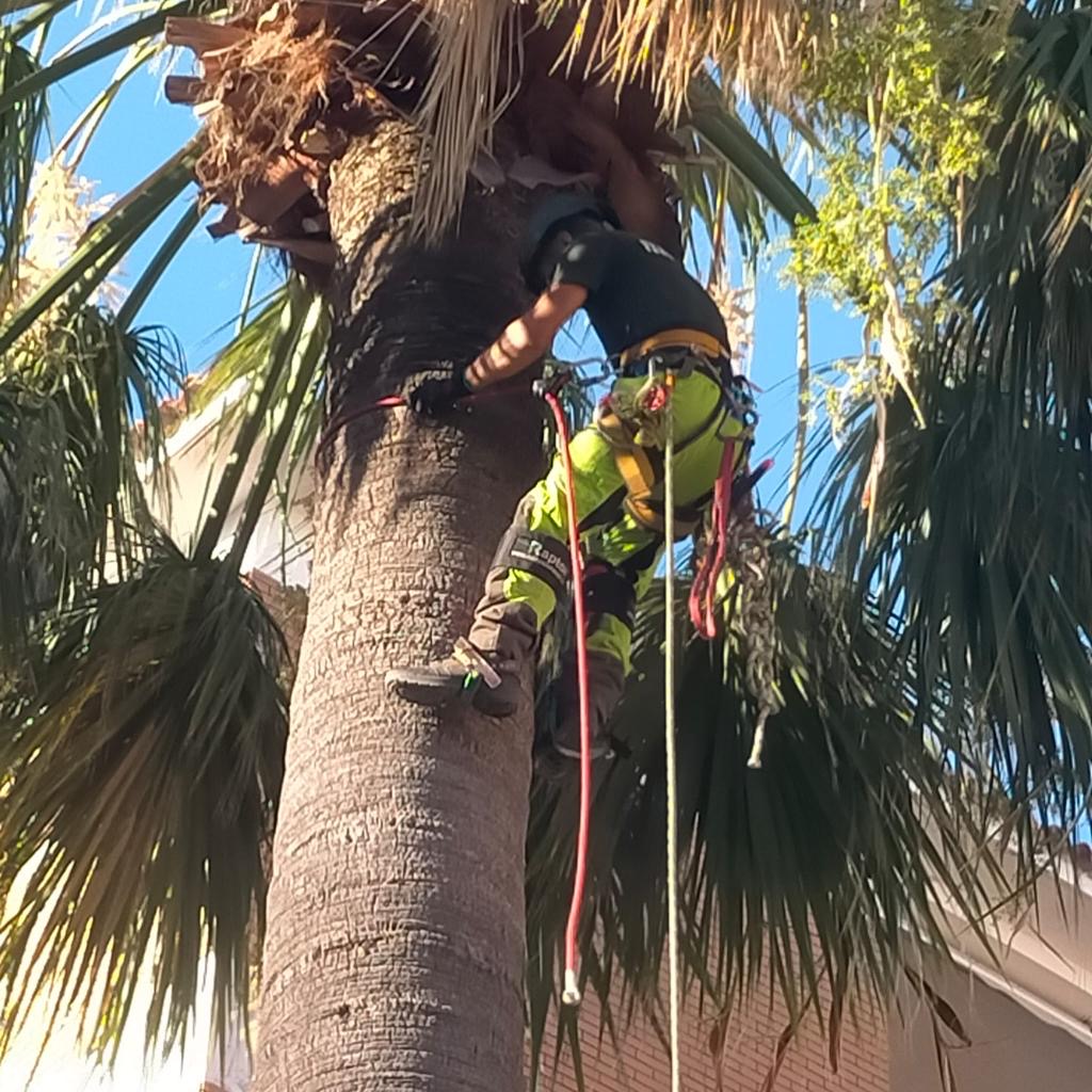 Potatura palma in treeclimbing Cagliari