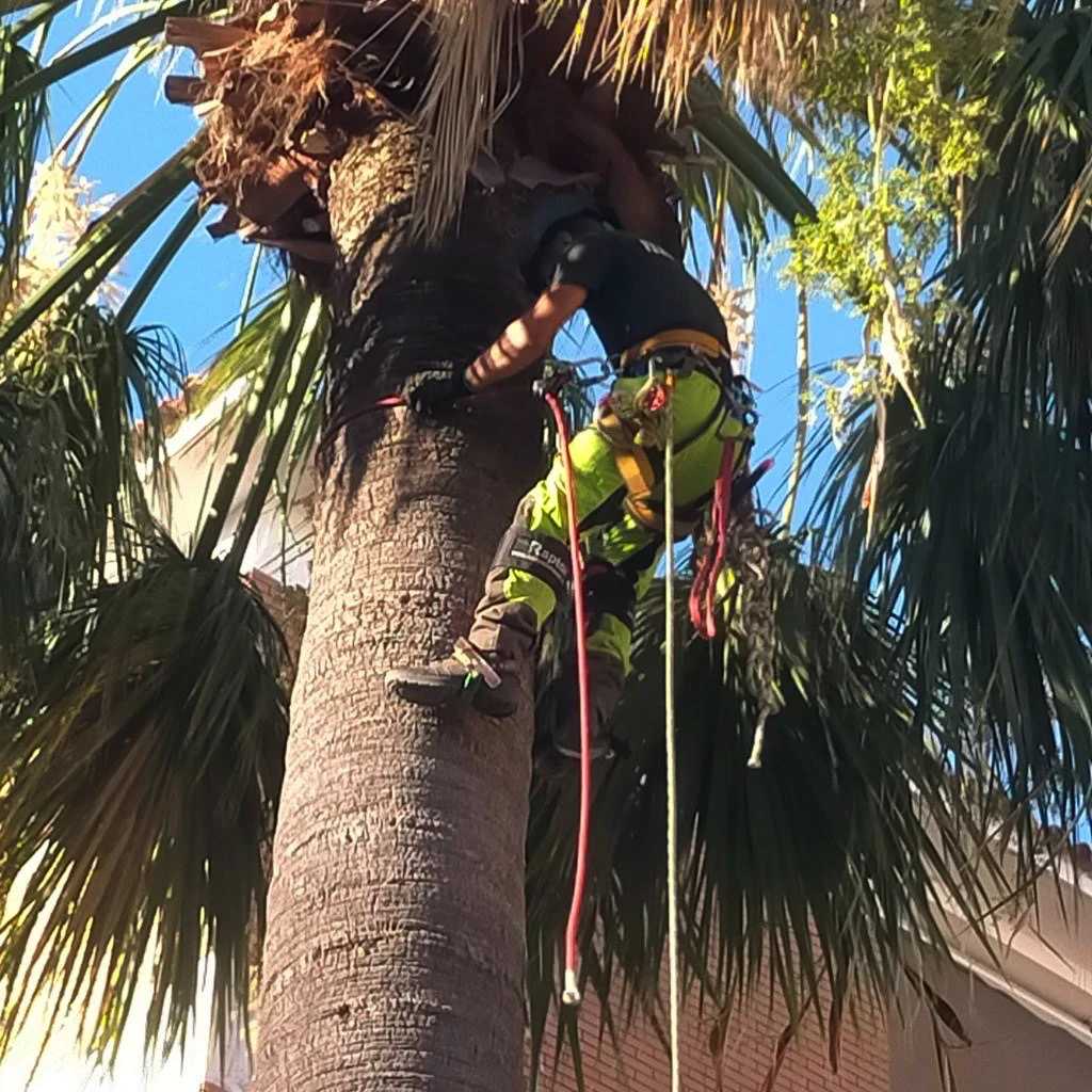 Potatura palma in treeclimbing Cagliari