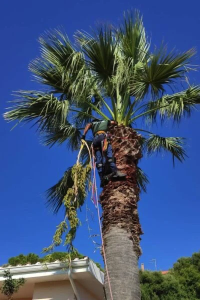 Potatura palma treeclimbing Cagliari (dettaglio taglio foglie)