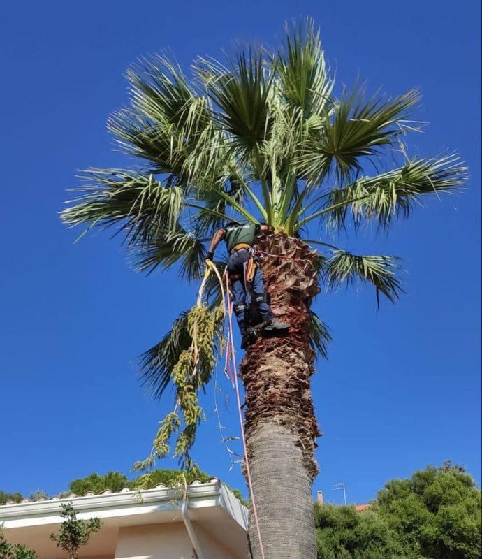 Potatura palma treeclimbing Cagliari (dettaglio taglio foglie)