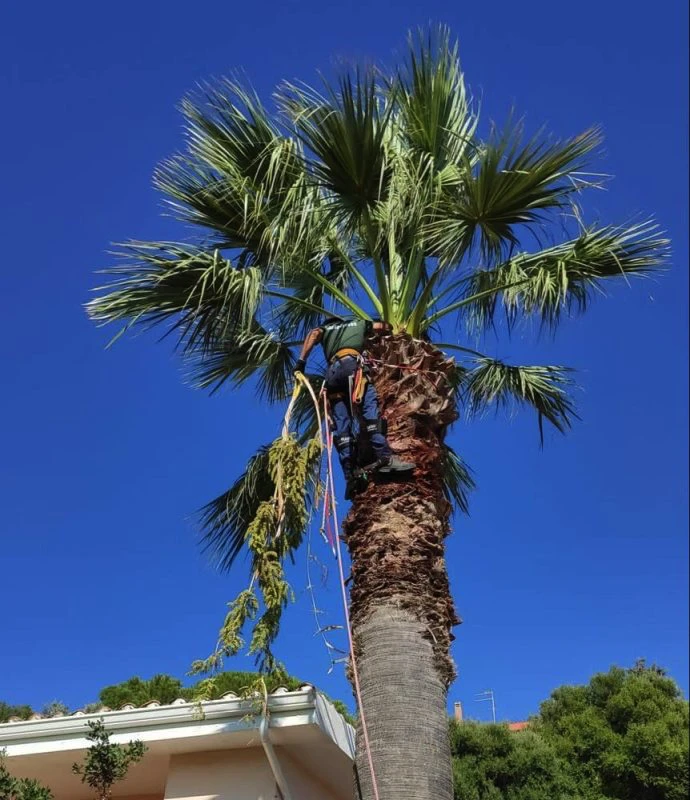 Potatura palma treeclimbing Cagliari (dettaglio taglio foglie)