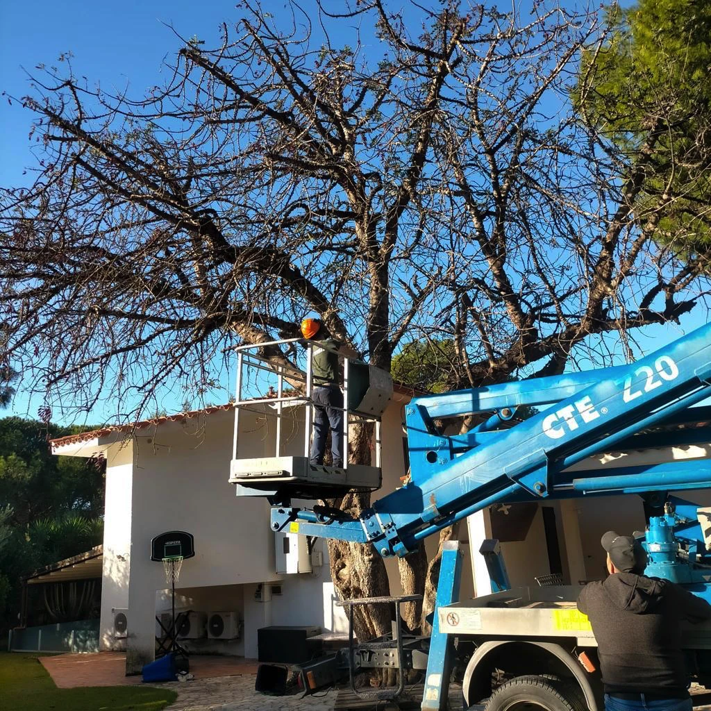Potatura pianta con piattaforma aerea Cagliari