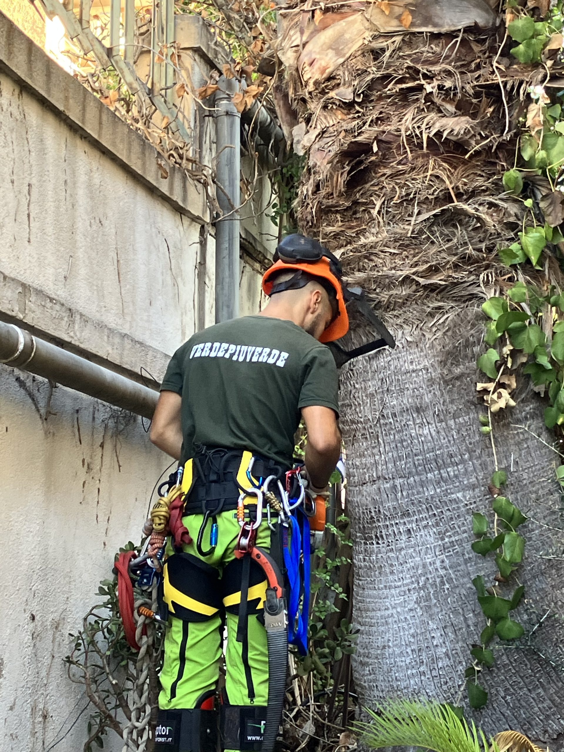 Preparazione per potatura palma in treeclimbing a Cagliari