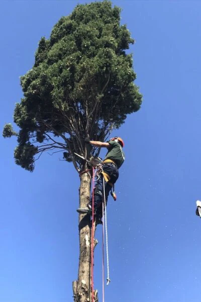 Abbattimento albero alto fusto Cagliari