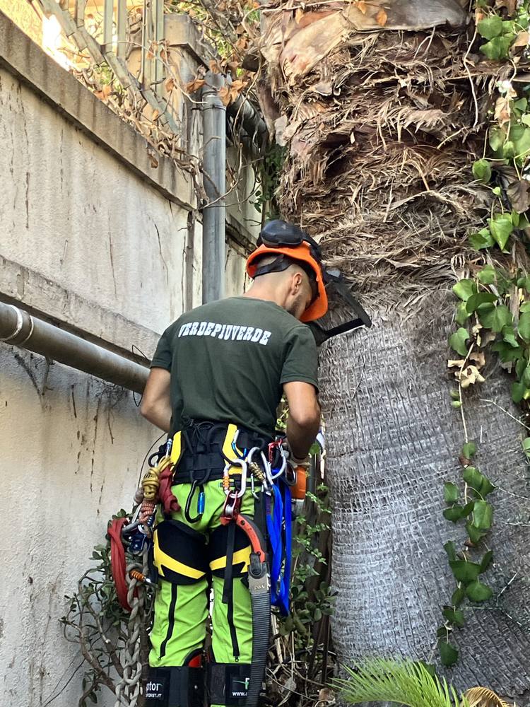 Potatura palma in treeclimbing Cagliari (prima del lavoro)