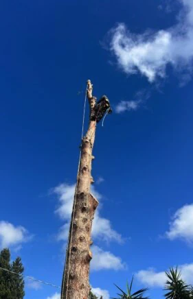 Abbattimento ad alto fusto in treeclimbing Pino Cagliari
