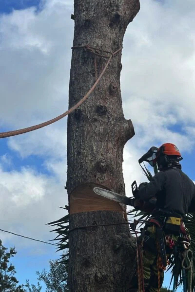 Abbattimento controllato in treeclimbing di un pino a Cagliari