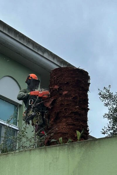 Abbattimento palma in treeclimbing Cagliari