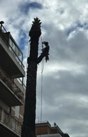Abbattimento palma in treeclimbing Cagliari (inizio dei lavori)