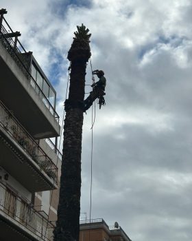 Abbattimento palma in treeclimbing Cagliari (inizio dei lavori)
