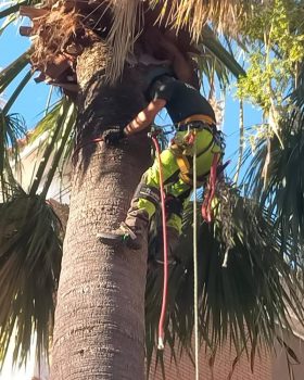 Potatura palma in treeclimbing Cagliari (durante il lavoro)